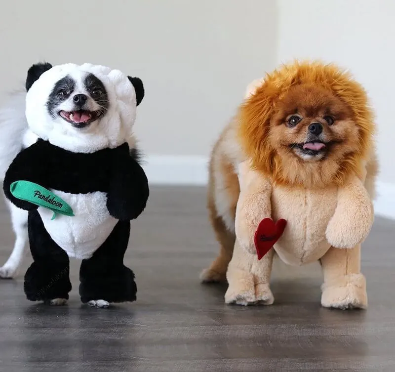 Pandaloon