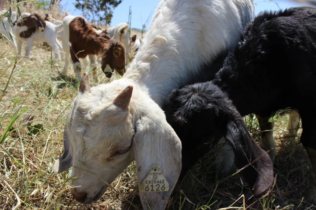 Rent A Goat