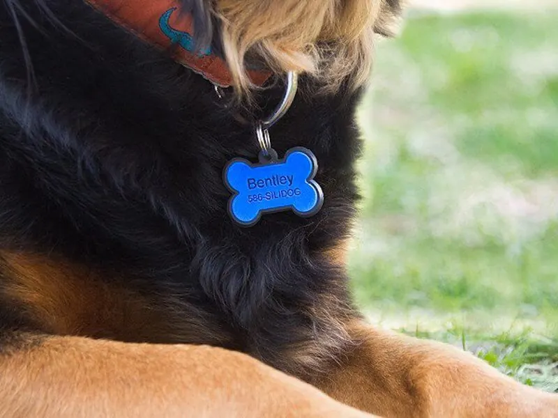 Sili Dogs
