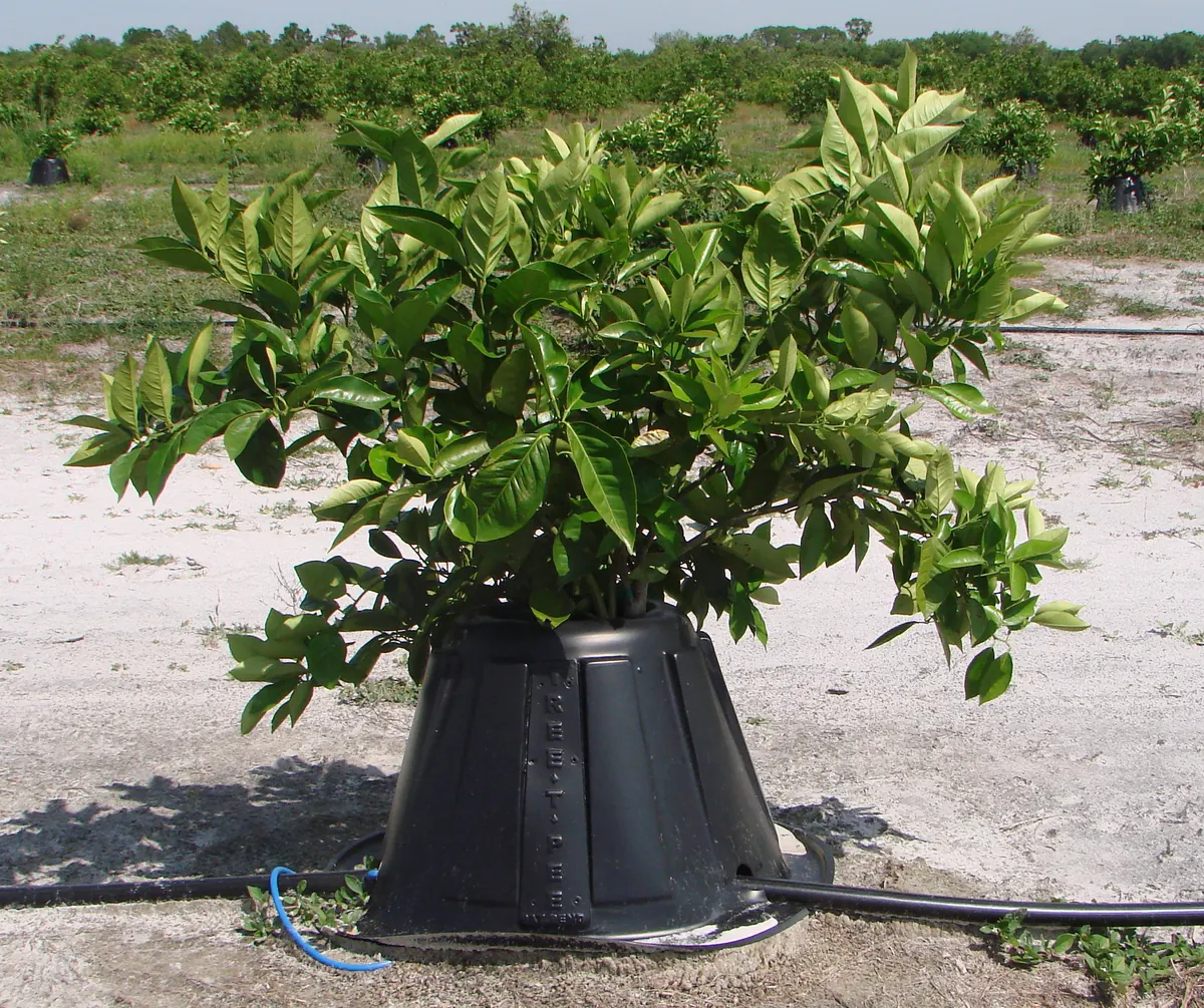 Tree-T-Pee