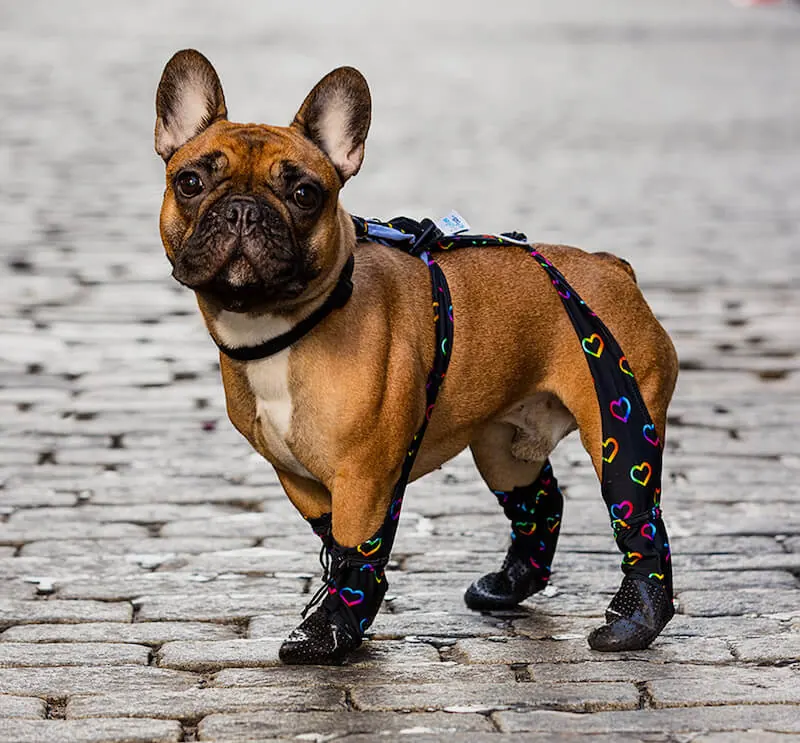 Walkee Paws